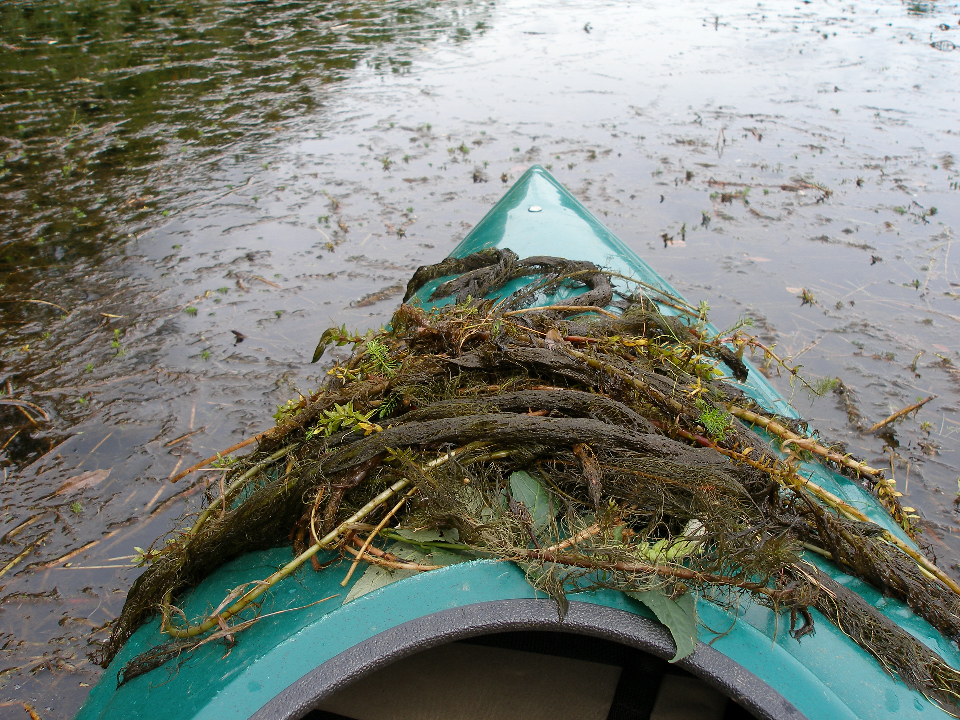 dense variable milfoil in Pemigewasset River